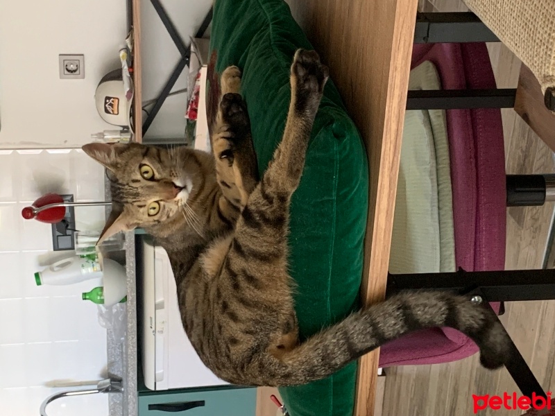 Tekir Kedi, Kedi  Boncuk fotoğrafı