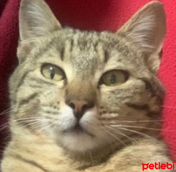 Tekir Kedi, Kedi  Boncuk fotoğrafı