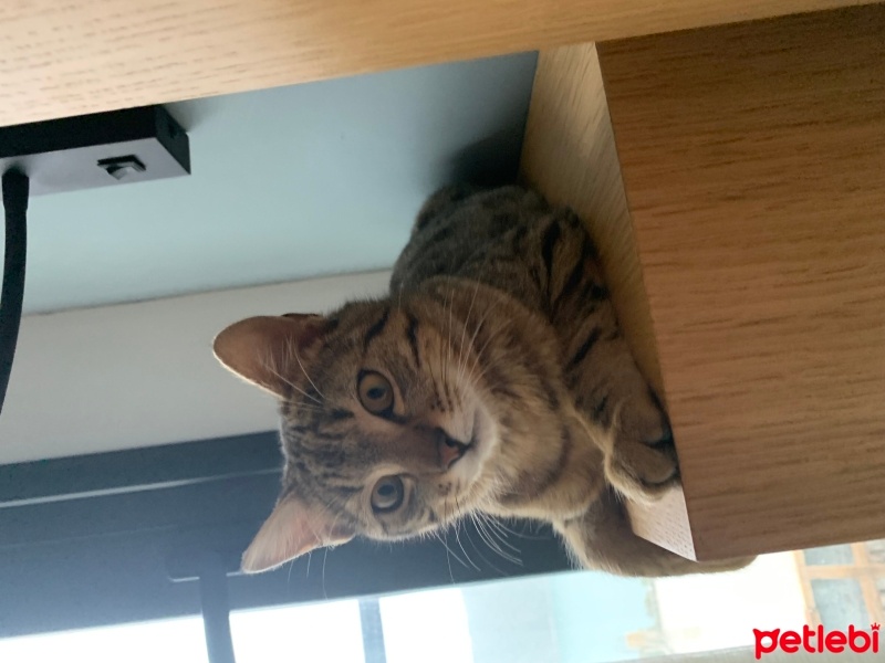 Tekir Kedi, Kedi  Boncuk fotoğrafı