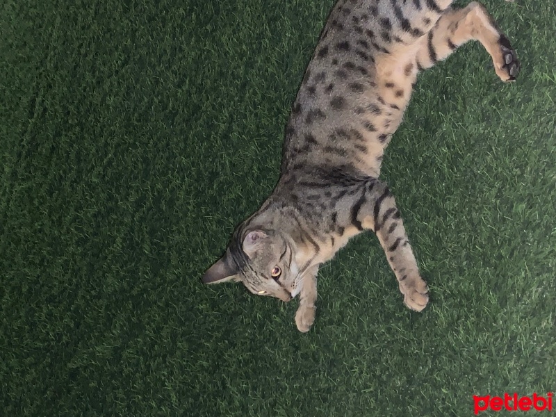 Tekir Kedi, Kedi  Boncuk fotoğrafı