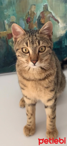 Tekir Kedi, Kedi  Boncuk fotoğrafı