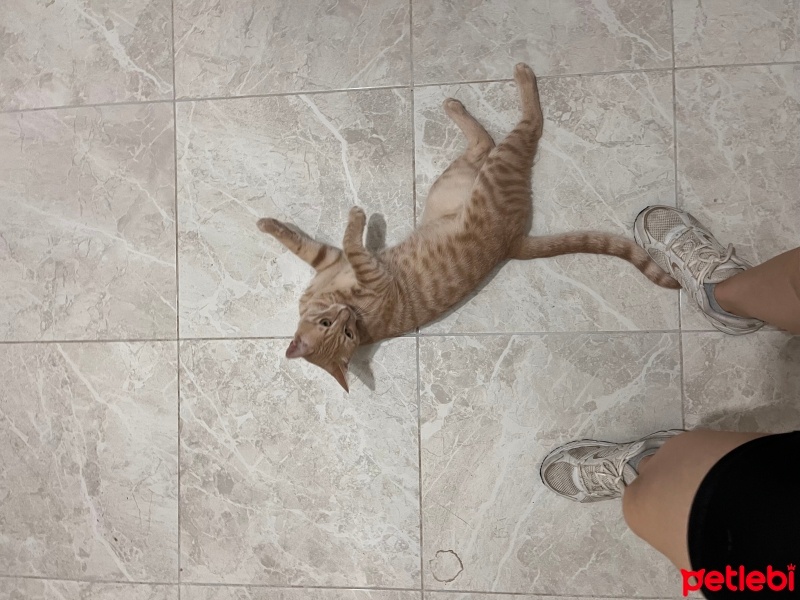 Tekir Kedi, Kedi  Latte fotoğrafı