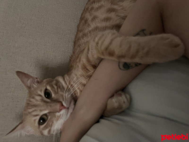 Tekir Kedi, Kedi  Latte fotoğrafı