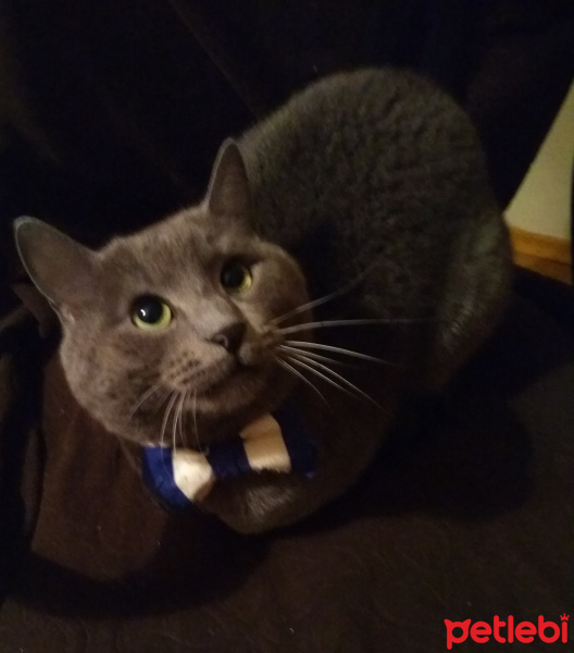 Mavi Rus, Kedi  Duman fotoğrafı
