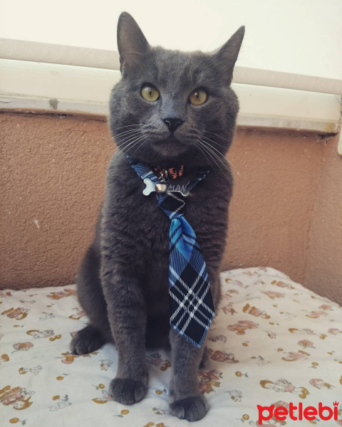 Mavi Rus, Kedi  Duman fotoğrafı