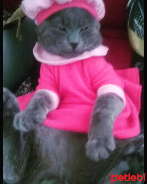 Mavi Rus, Kedi  Duman fotoğrafı