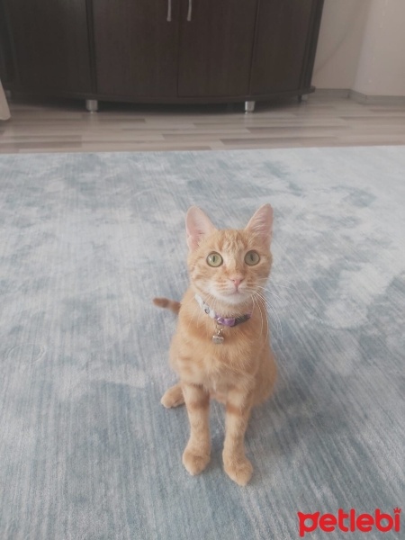Sarman, Kedi  Güneş fotoğrafı