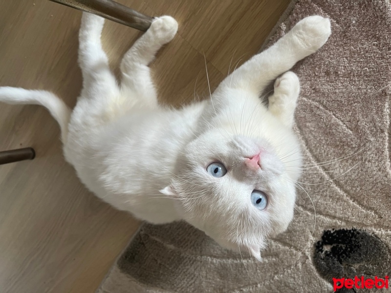 Scottish Fold, Kedi  Alex doktor fotoğrafı