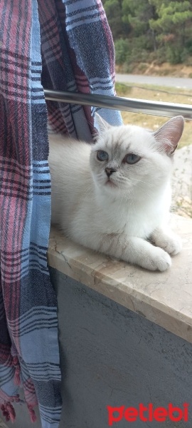 British Shorthair, Kedi  Mila fotoğrafı
