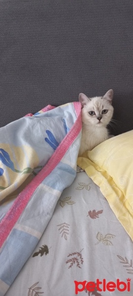 British Shorthair, Kedi  Mila fotoğrafı