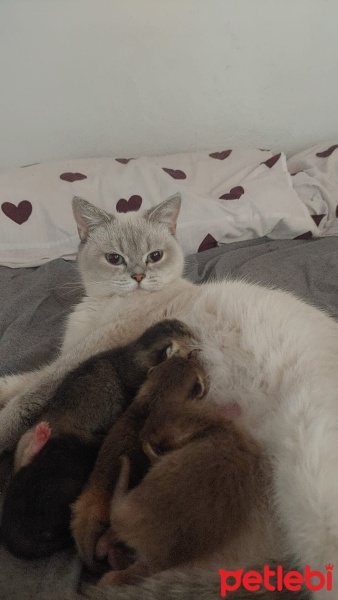 Scottish Fold, Kedi  İncir fotoğrafı