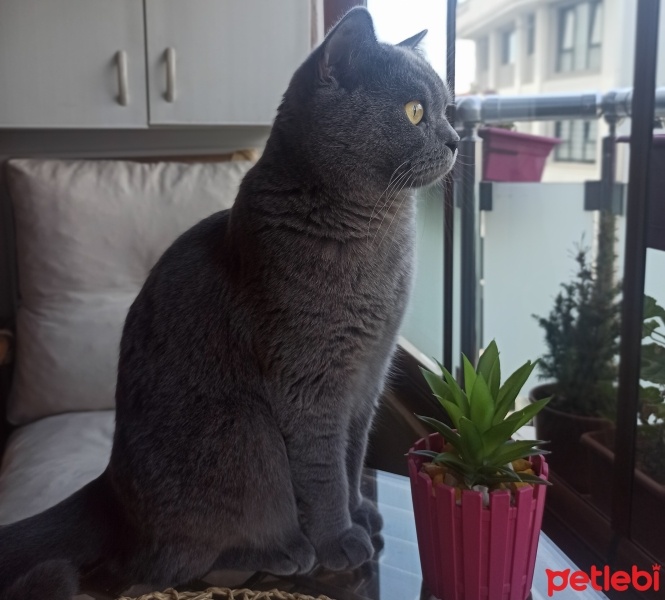 British Shorthair, Kedi  Tarçın fotoğrafı