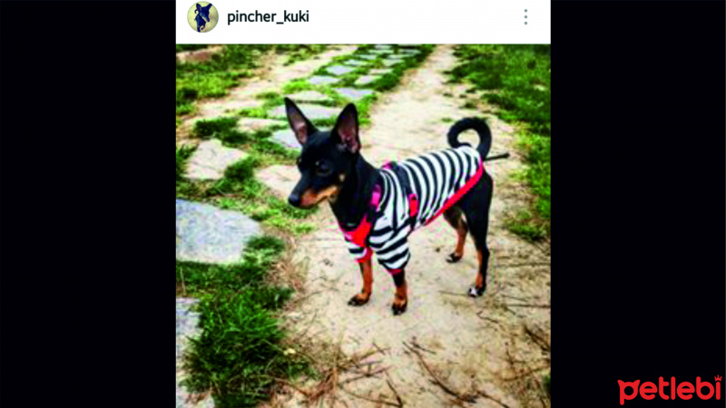 Affenpinscher, Köpek  Kuki fotoğrafı