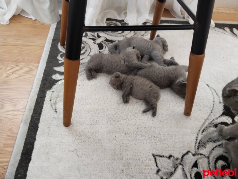 Scottish Fold, Kedi  Kedi sıkodiş fotoğrafı