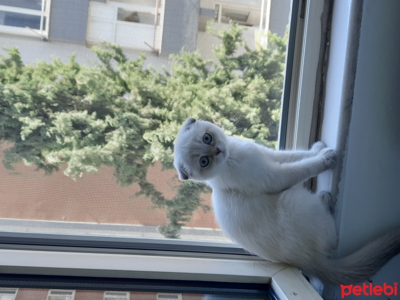 Scottish Fold, Kedi  Luna fotoğrafı