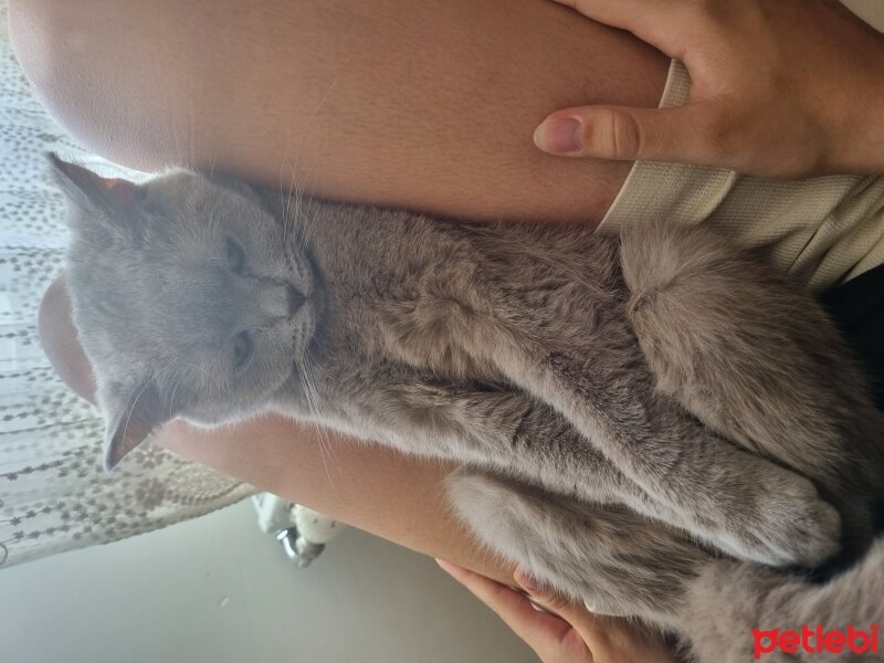 British Shorthair, Kedi  Venüs fotoğrafı