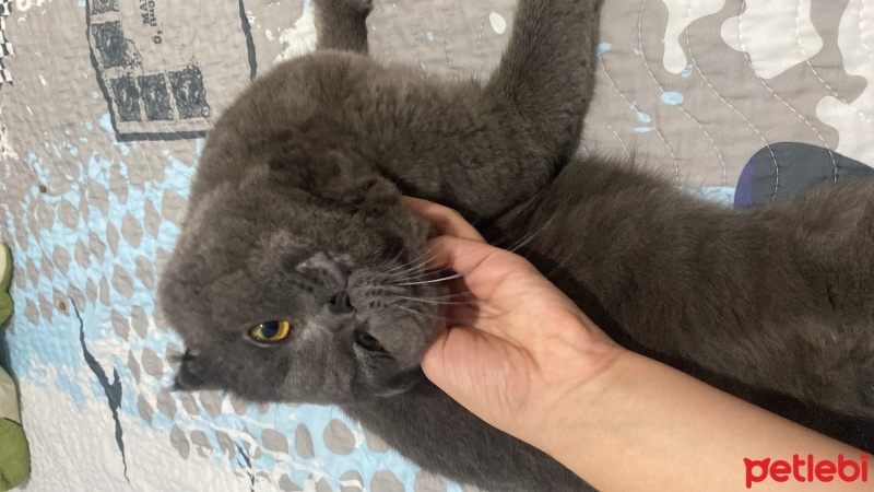 British Shorthair, Kedi  . fotoğrafı
