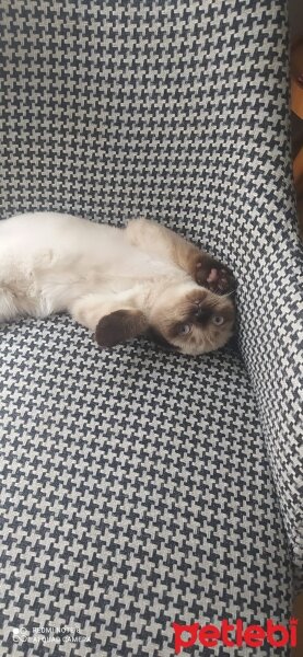 Scottish Fold, Kedi  Lokum fotoğrafı