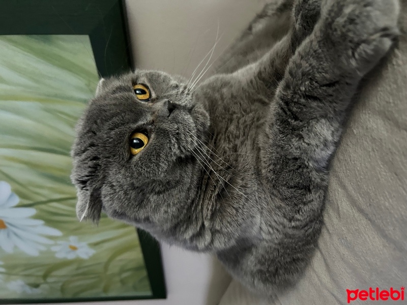 Scottish Fold, Kedi  Yumak fotoğrafı