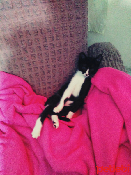 Tekir Kedi, Kedi  Gofret fotoğrafı
