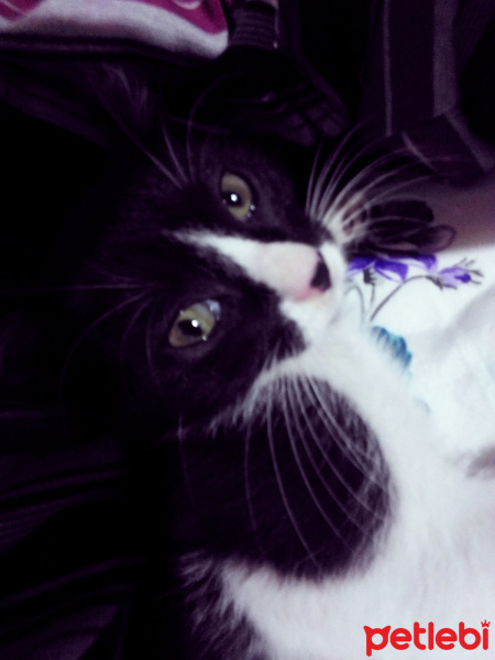 Tekir Kedi, Kedi  Gofret fotoğrafı