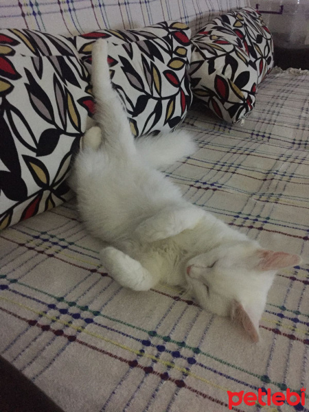 Ankara Kedisi, Kedi  Şanslı fotoğrafı