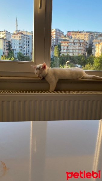 Tekir Kedi, Kedi  Sütlaç fotoğrafı
