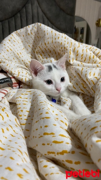 Tekir Kedi, Kedi  Sütlaç fotoğrafı