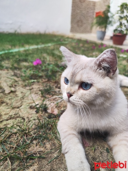 British Shorthair, Kedi  Mars fotoğrafı