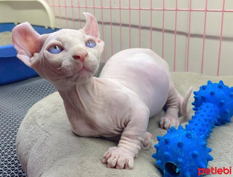 Sphynx, Kedi  Molly fotoğrafı