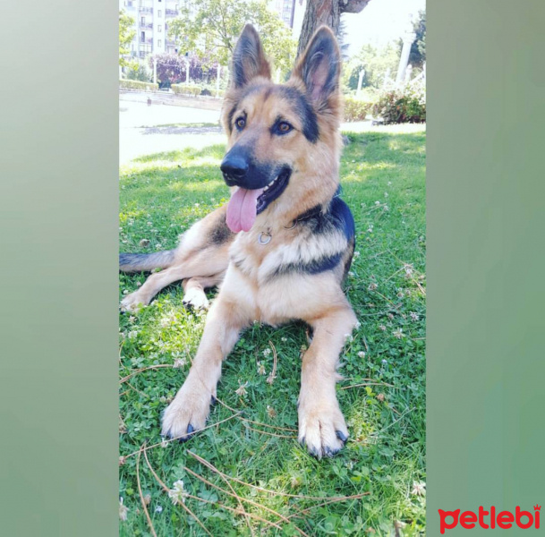 Alman Çoban Köpeği, Köpek  Tekila fotoğrafı