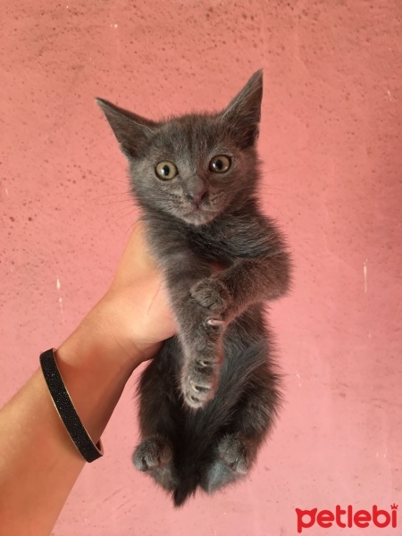 Abyssinian, Kedi  Benito fotoğrafı