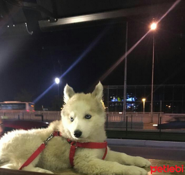 Sibirya Kurdu (Husky), Köpek  mia fotoğrafı