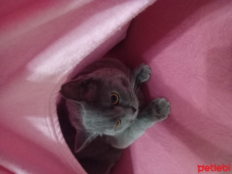 British Shorthair, Kedi  Venüs fotoğrafı
