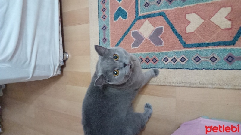 British Shorthair, Kedi  Venüs fotoğrafı