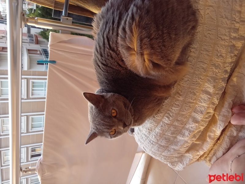 British Shorthair, Kedi  Venüs fotoğrafı