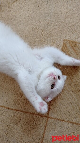 British Shorthair, Kedi  Luna fotoğrafı