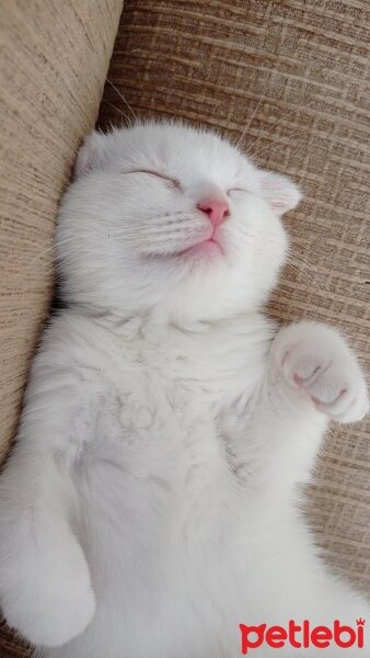 British Shorthair, Kedi  Luna fotoğrafı