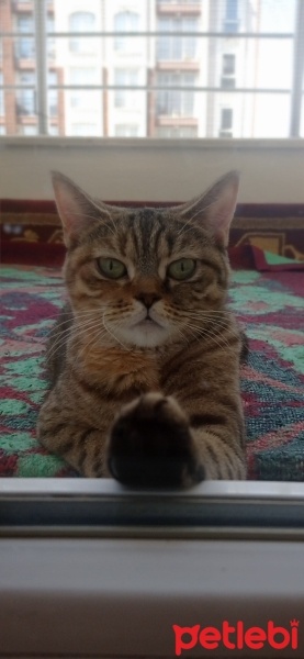 British Shorthair, Kedi  sultan fotoğrafı