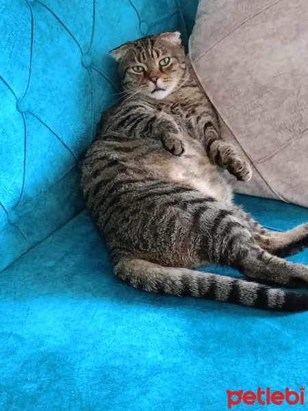 Scottish Fold, Kedi  Kâmuş fotoğrafı