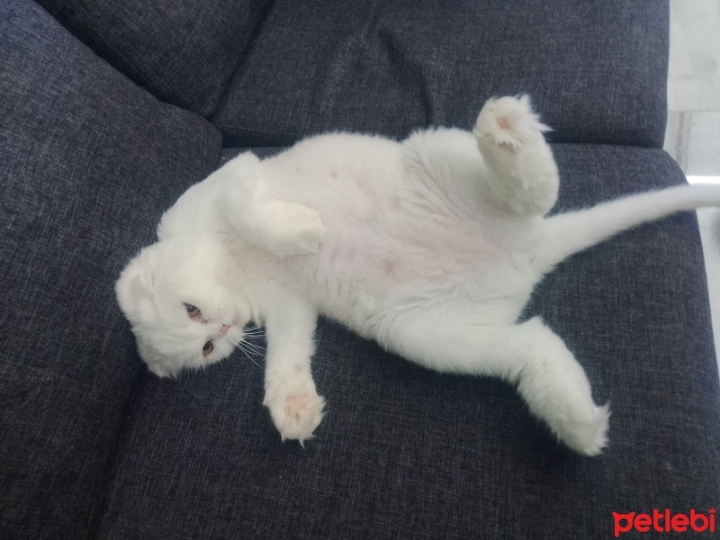 Scottish Fold, Kedi  Şila fotoğrafı