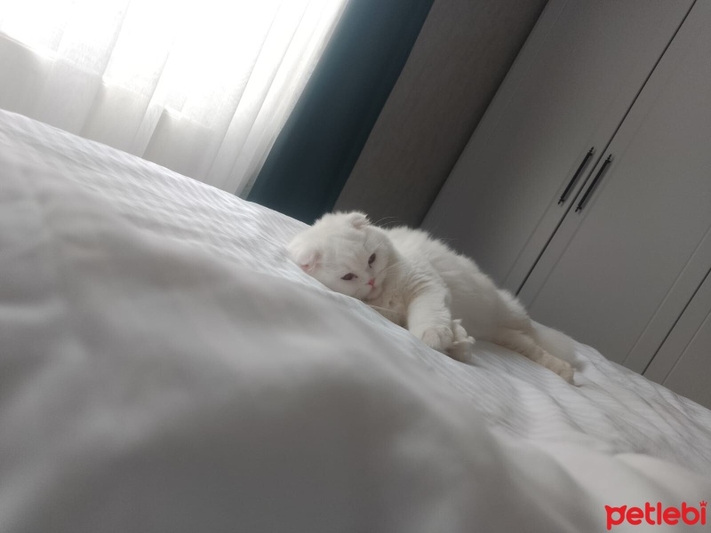 Scottish Fold, Kedi  Şila fotoğrafı
