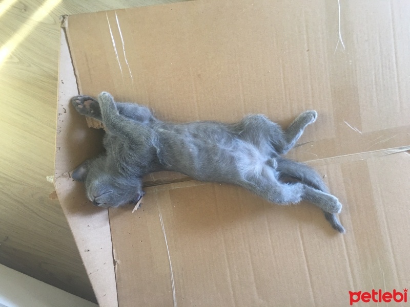 Scottish Fold, Kedi  Asia nın bebekleri fotoğrafı