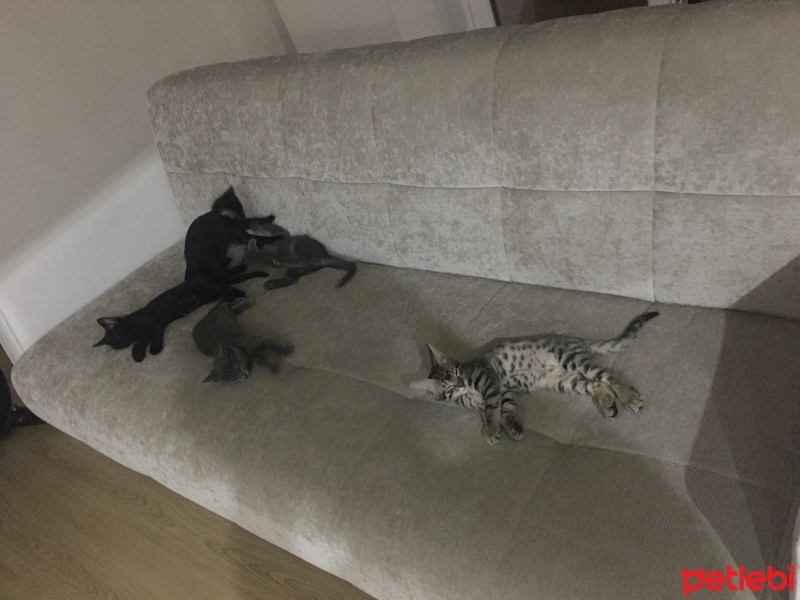 Scottish Fold, Kedi  Asia nın bebekleri fotoğrafı