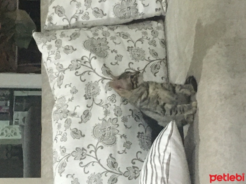 Scottish Fold, Kedi  Asia nın bebekleri fotoğrafı