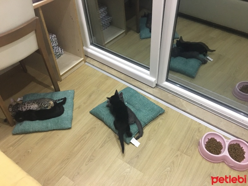 Scottish Fold, Kedi  Asia nın bebekleri fotoğrafı