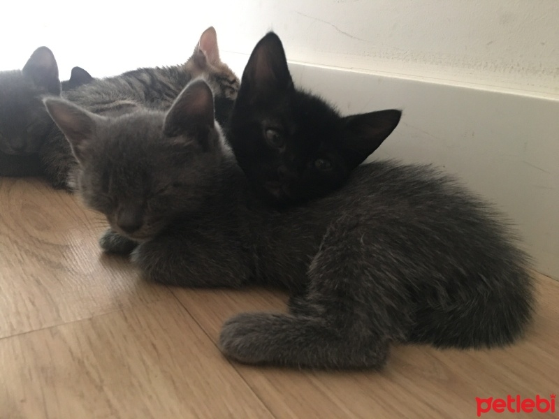 Scottish Fold, Kedi  Asia nın bebekleri fotoğrafı