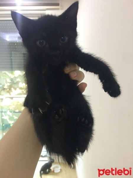 Scottish Fold, Kedi  Asia nın bebekleri fotoğrafı