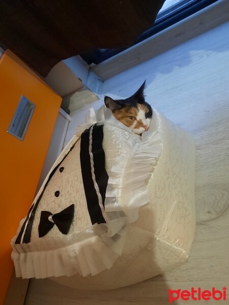 Tekir Kedi, Kedi  Karamel fotoğrafı