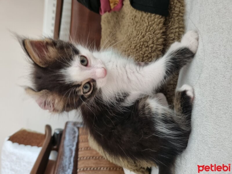 Tekir Kedi, Kedi  Sakız fotoğrafı